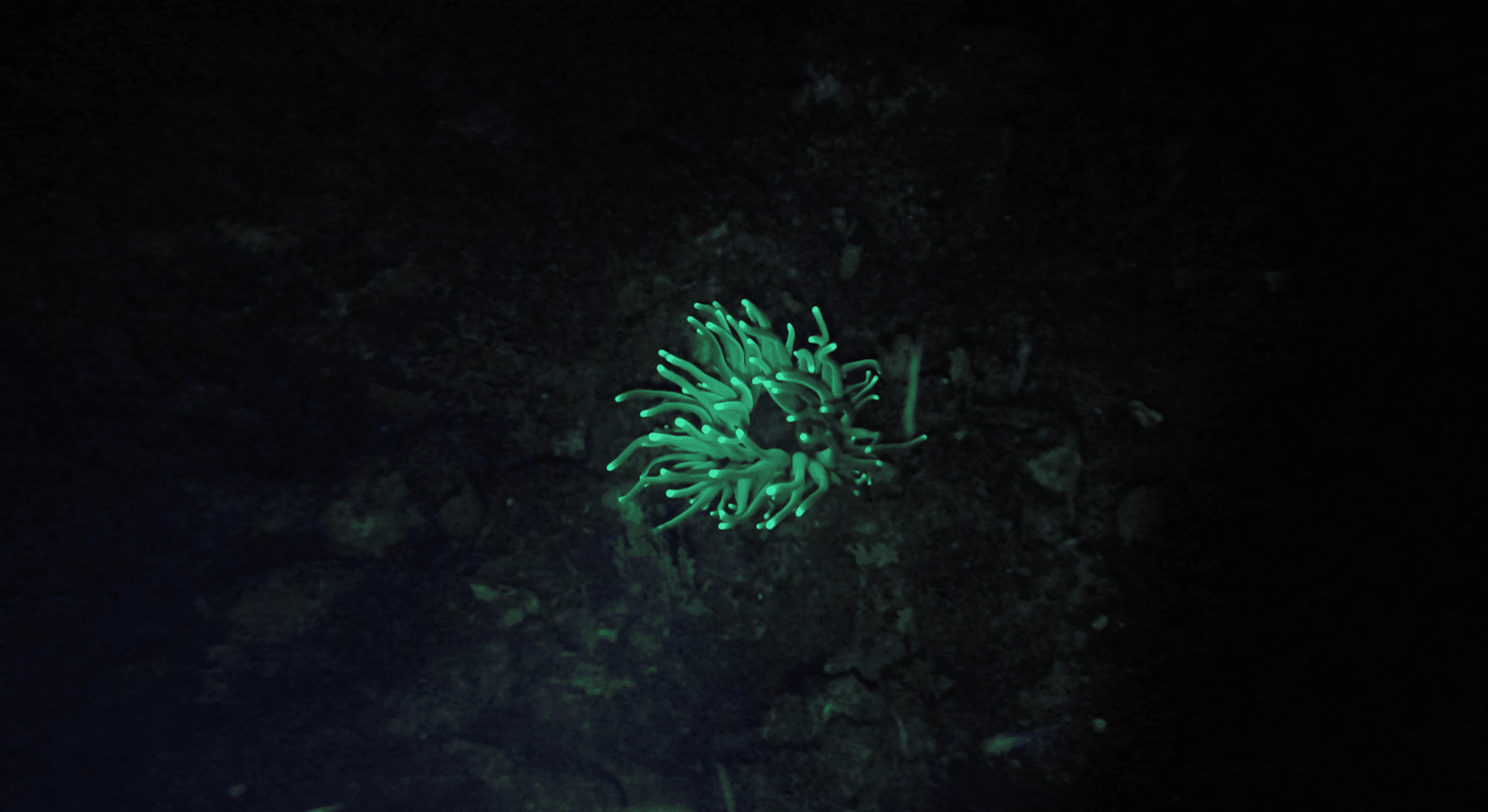 Unter UV-Licht leuchtende Anemone
