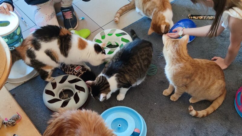 Fütterungszeit im Krakauer Katzencafé – die Samtpfoten stürzen sich auf ihre Näpfe