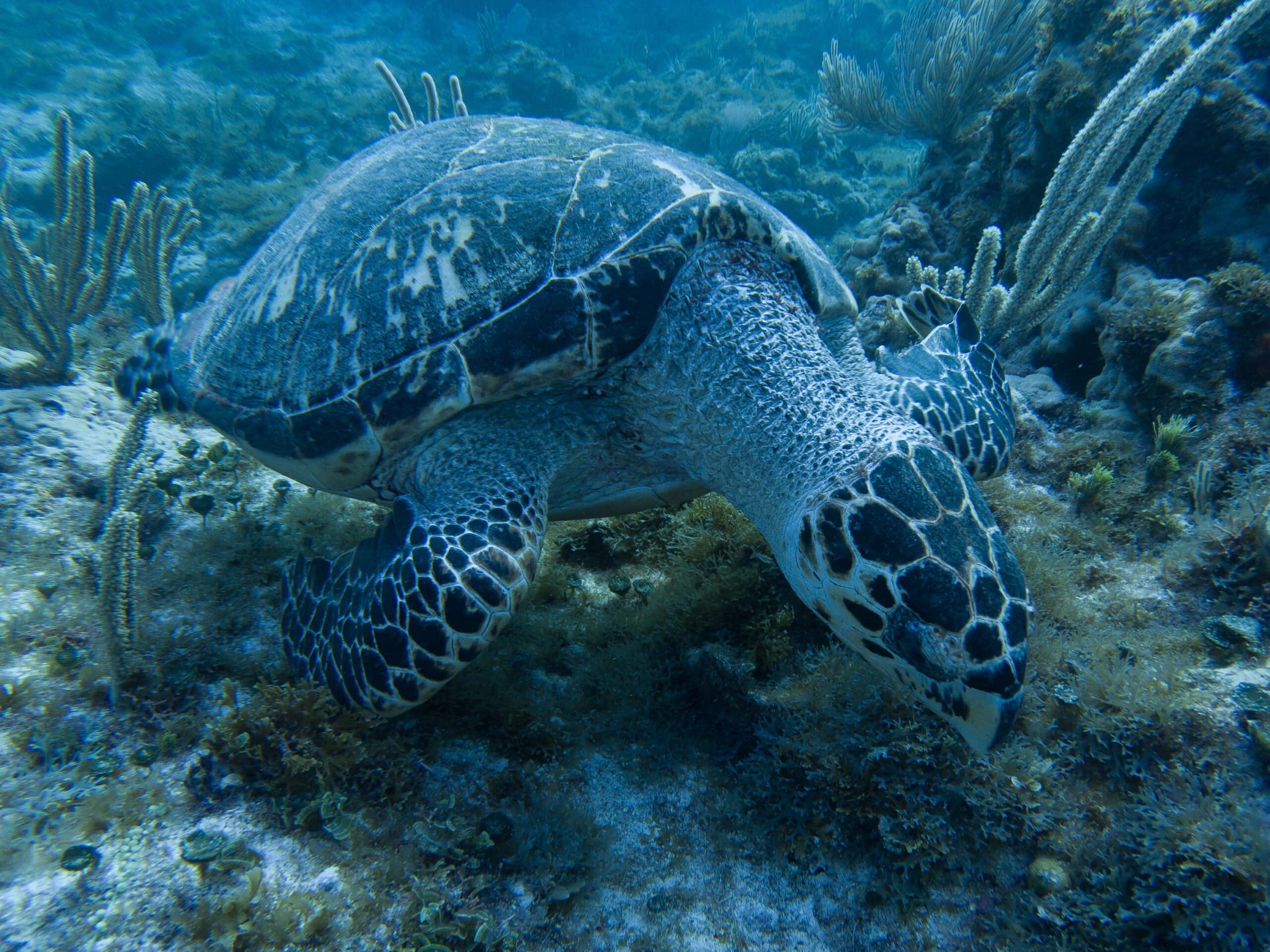 Schildkröte an der Isla Mujeres