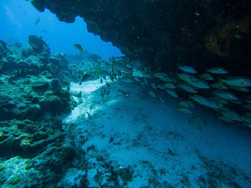 Viele Fische verstecken sich unter einem Vorsprung