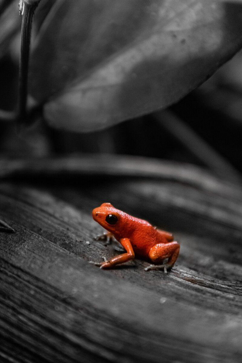 Ein kleiner Pfeilgiftfrosch auf der Isla Colon in Panama