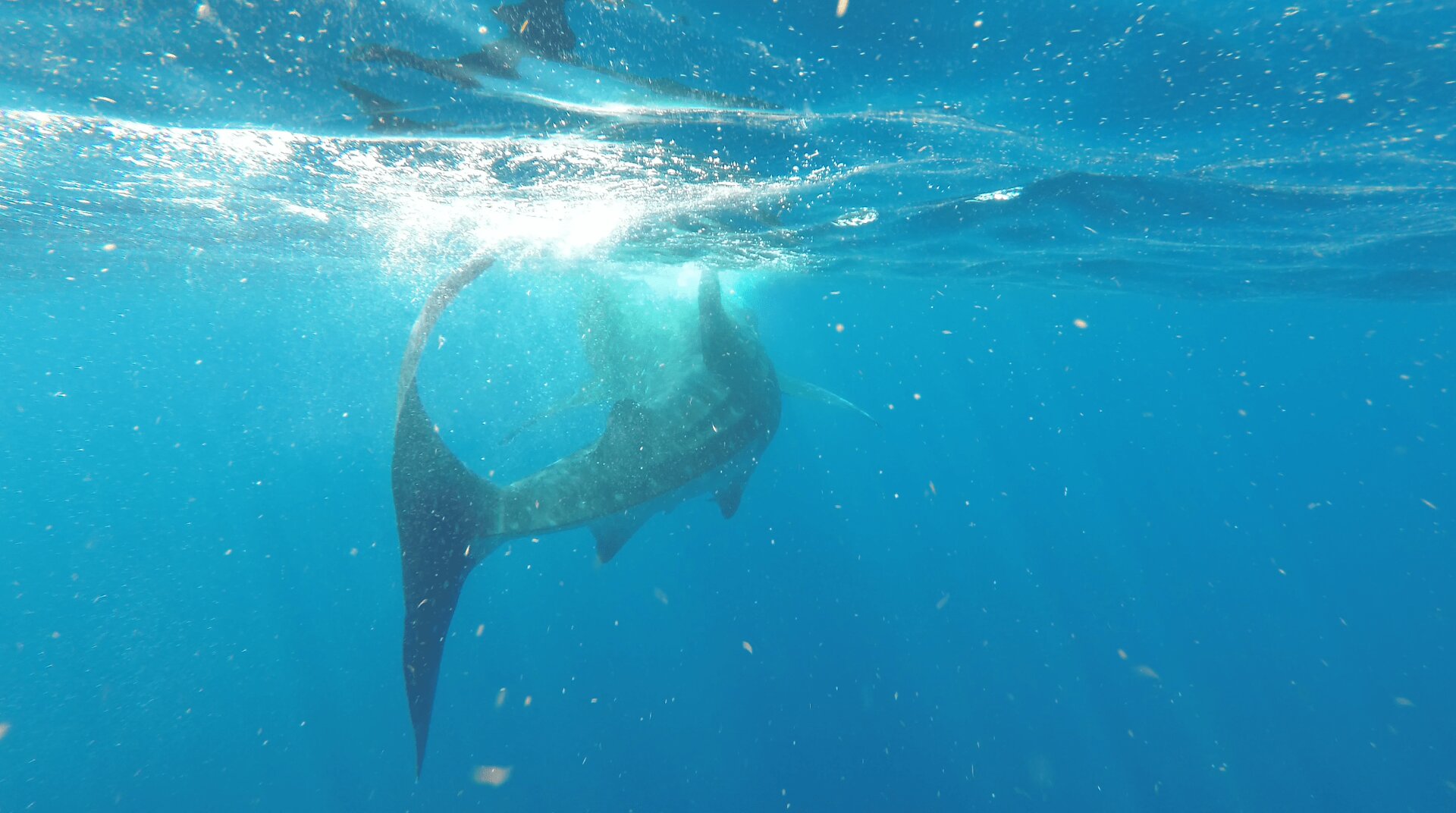 Walhai Tour auf Holbox oder Isla Mujeres - Tipps und Erfahrungen zu diesem einzigartigen Erlebnis