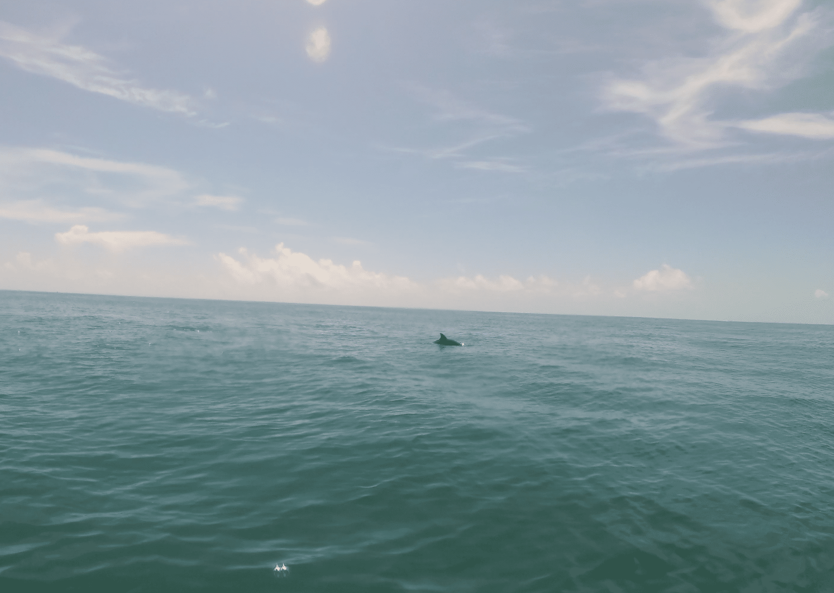 Hier haben wir eine Gruppe aus fünf Delfinen gesehen