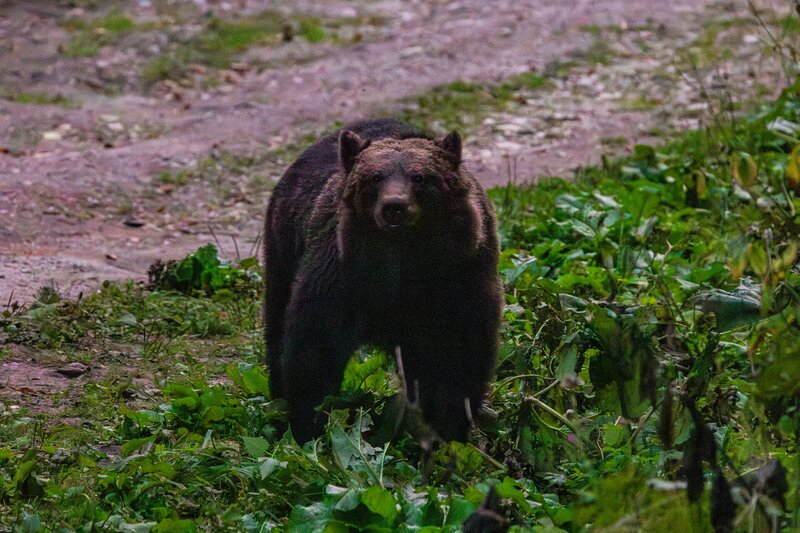 Ein ausgewachsener Braunbär steht mitten auf der Lichtung vor dem Hide