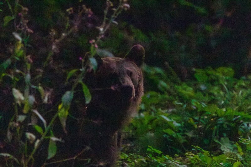 Ein scheuer Braunbär lugt im letzten Tageslicht zwischen den Sträuchern des Karpatenwaldes hervor