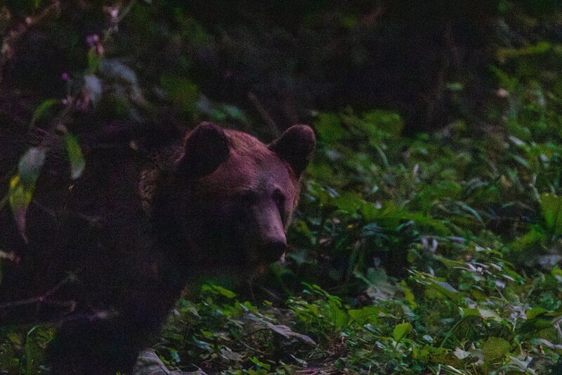 Aus nächster Nähe: Ein Braunbär taucht aus dem dunklen Dickicht auf
