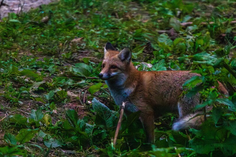 Der freche Fuchs auf der Lichtung – er hat den Bären glatt die Show gestohlen
