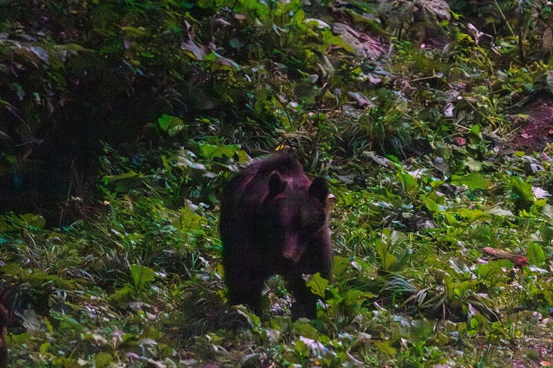 Ein junger Braunbär sucht im Unterholz nach etwas Essbarem