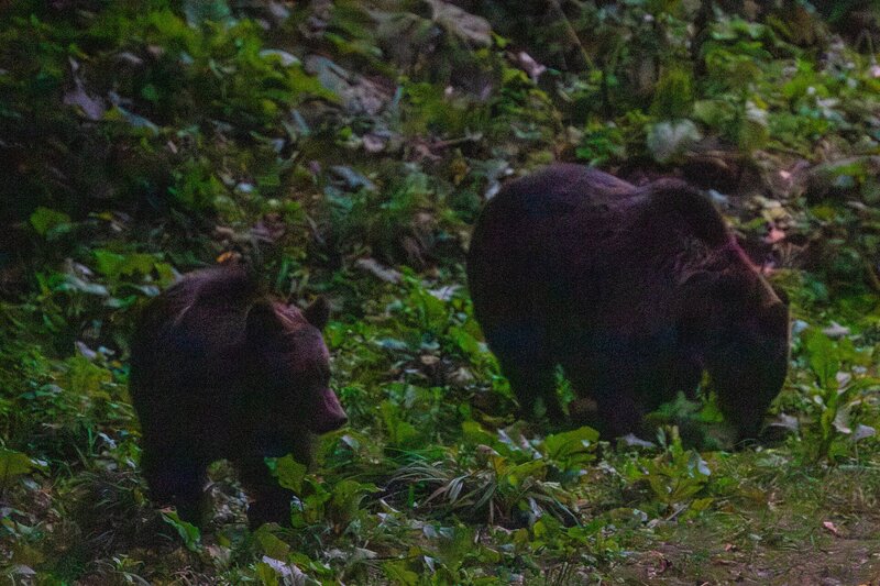 Bären-Mama mit Nachwuchs streift in der Dämmerung über die Lichtung