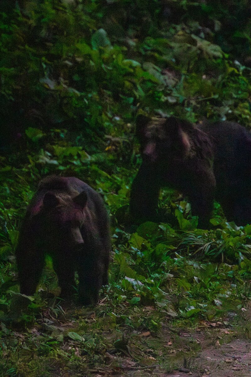 Gleich zwei Braunbären auf einmal – die Dämmerung macht die Fotos zur Herausforderung