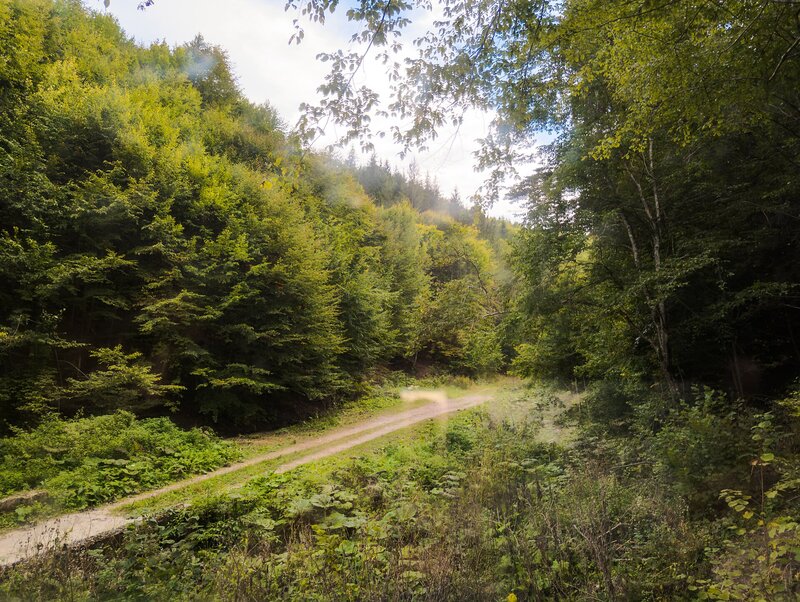 Einsamer Schotterweg mitten durch den dichten, grünen Karpatenwald bei Brașov