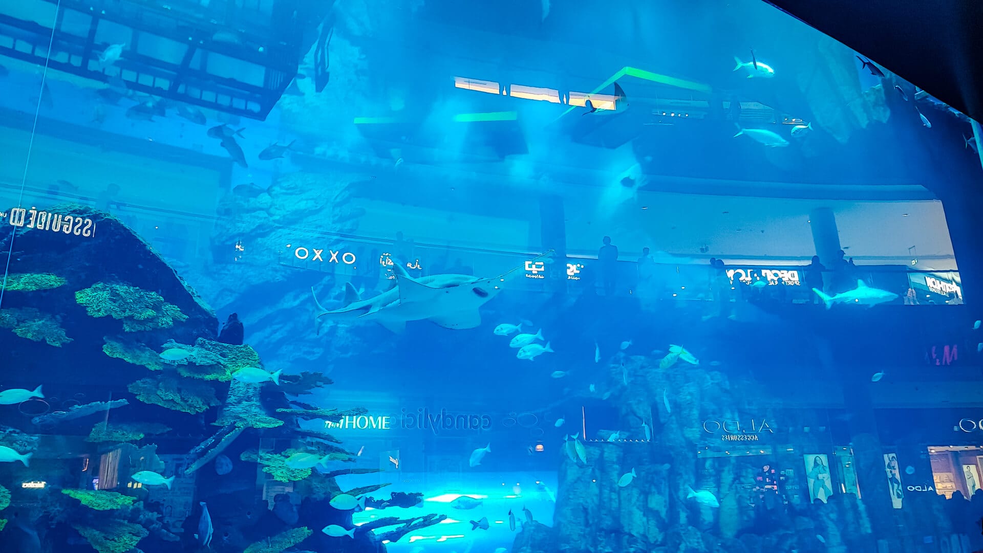 Entdecke die verrücktesten Tiere und Fische im Dubai Aquarium