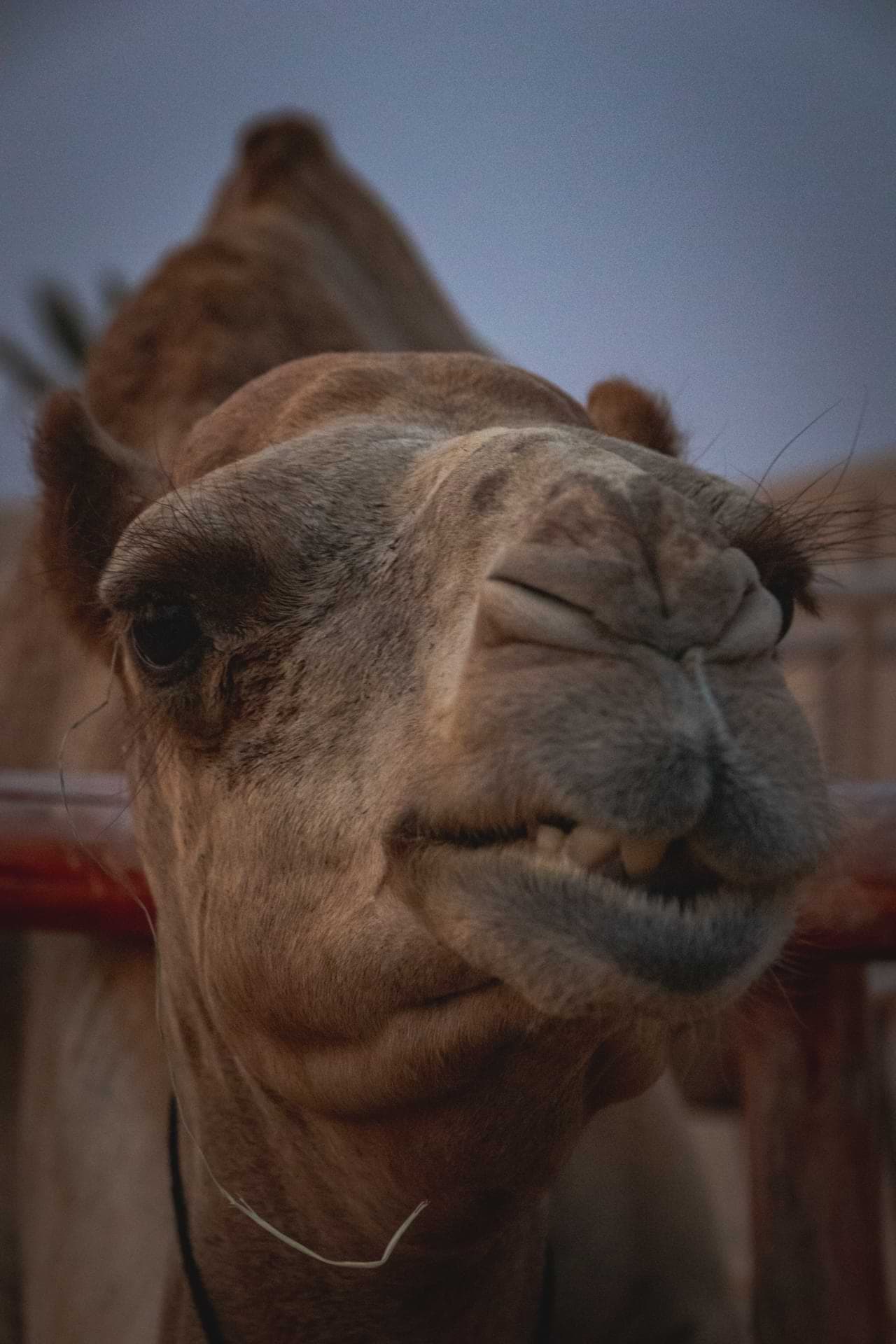 Ein neugieriges Kamel