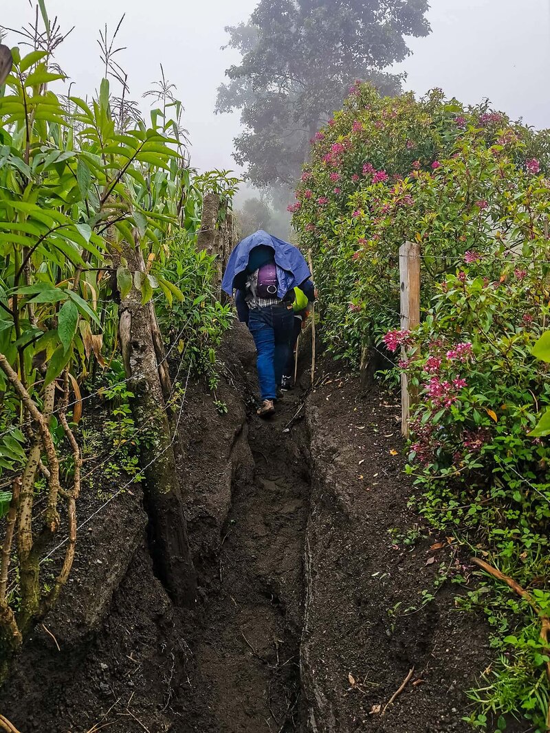 Mit Regenschutz durch den ausgewaschenen Matschpfad zwischen blühenden Büschen am Acatenango