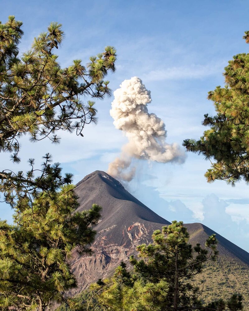 Der Fuego schickt eine mächtige Aschewolke in den blauen Himmel – eingerahmt von Kiefern