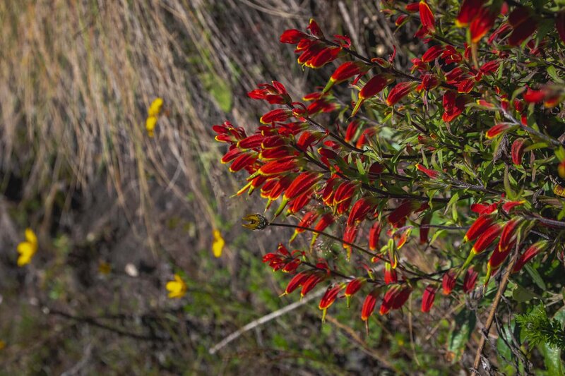 Leuchtend rote Blüten am Wegesrand der Acatenango-Wanderung