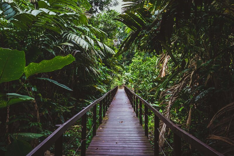 Im Cahuita Park läufst du über Holzwege mitten durch den Jungel