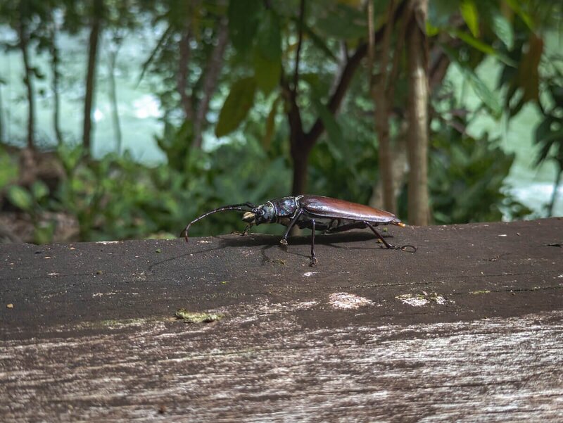 Ein riesiger Bockkäfer inspiziert das Geländer – die Tierwelt von Semuc Champey